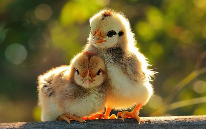 Hai chú gà con đáng yêu trên nền thiên nhiên