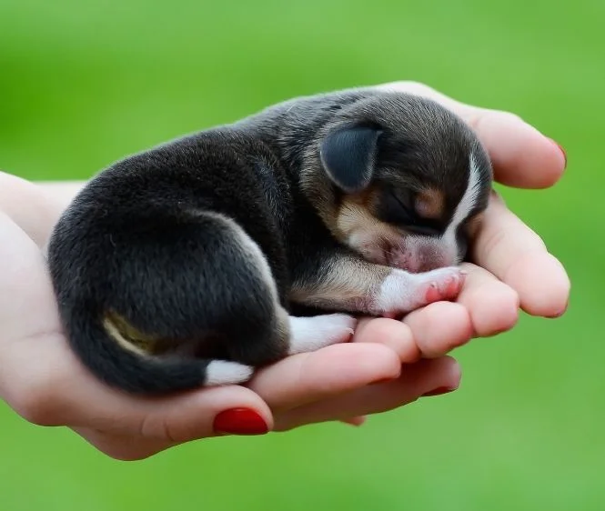 Chú chó con nhỏ nằm gọn trong lòng bàn tay