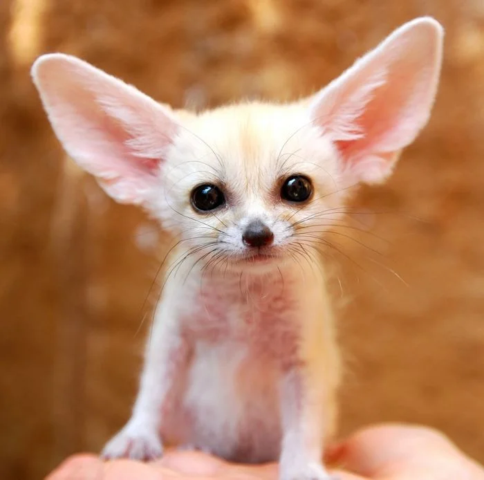 hình ảnh con vật cáo fennec có đôi tai lớn