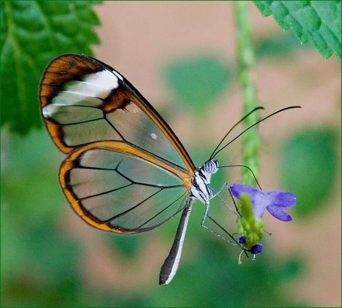 con bướm đẹp - mẫu 93