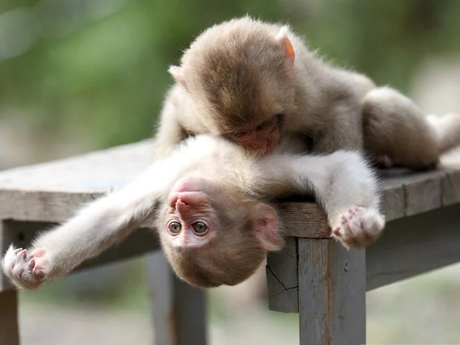 hai chú khỉ con đùa nghịch trên ghế gỗ