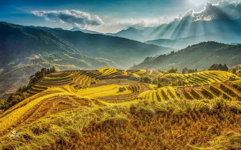 Ảnh du lịch ruộng bậc thang mùa lúa chín tại vùng núi phía Bắc Việt Nam