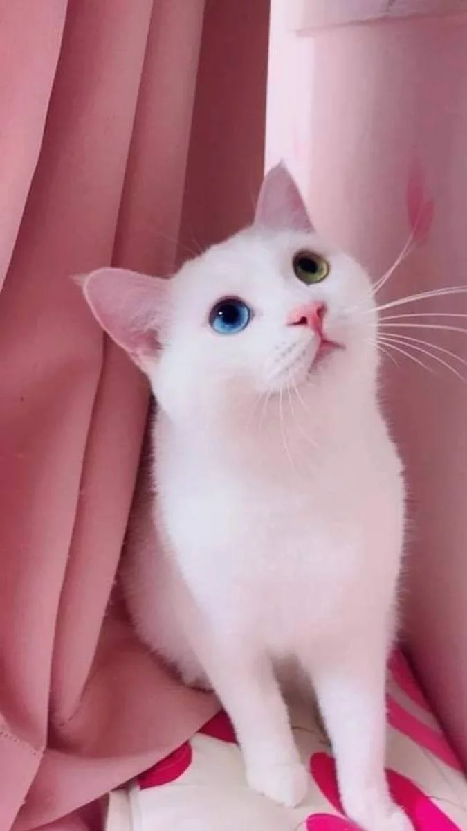 Hình nền mèo đáng yêu