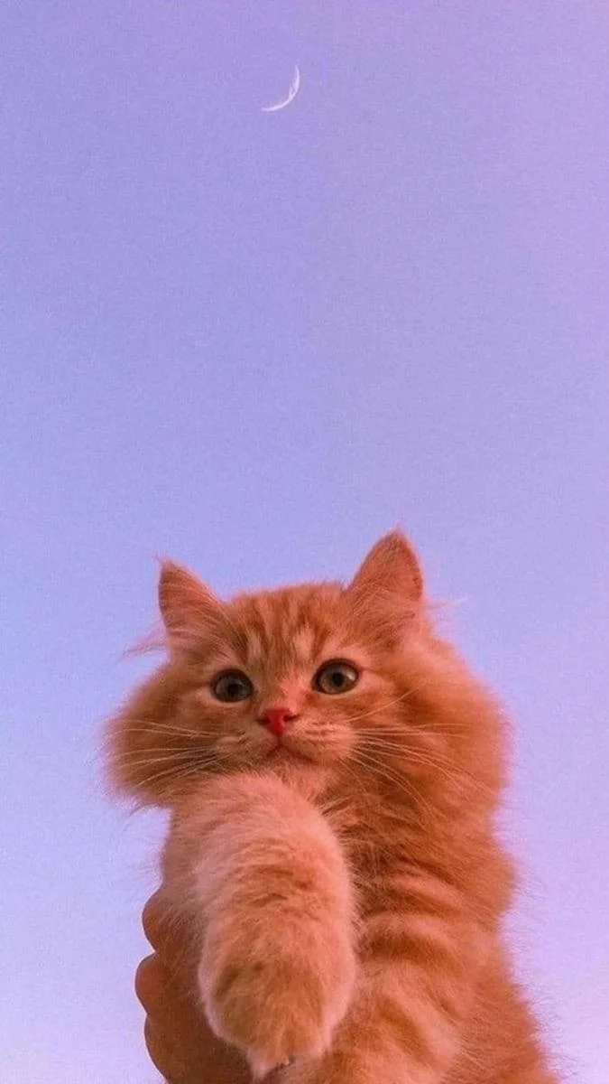Hình nền mèo ngầu cute