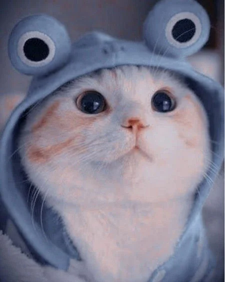 Ảnh mèo cute, bựa, ngầu đẹp, ngộ nghĩnh, đáng yêu nhất
