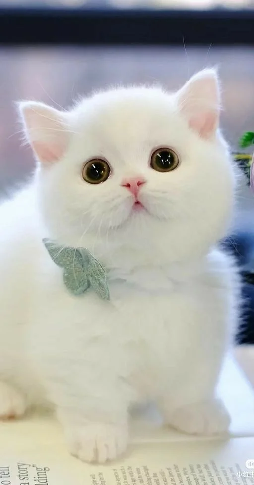 hình nền mèo cute, đẹp nhất (3)