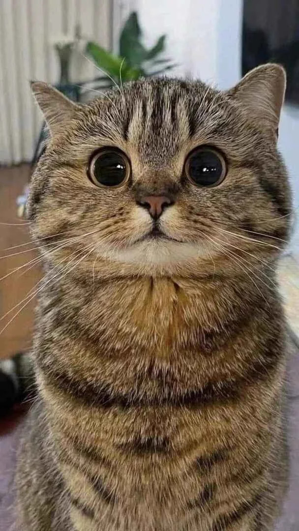 hình nền mèo cute, đẹp nhất (2)
