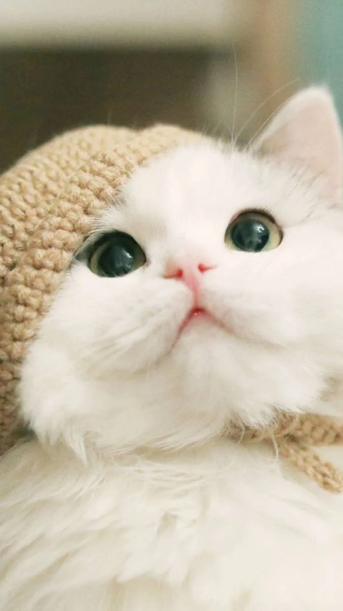 Hình nền mèo cute