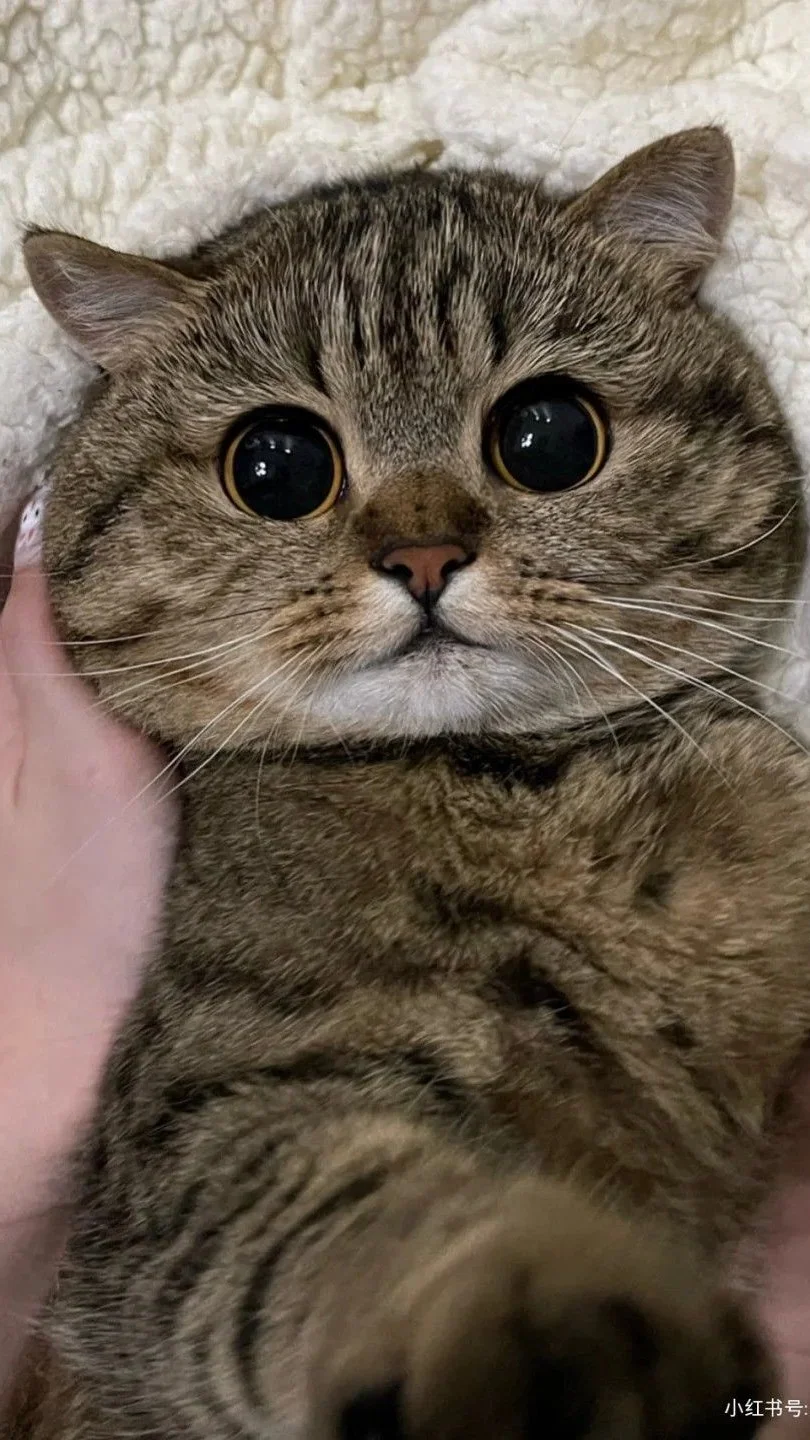 hình nền mèo cute, đẹp, ngầu nhất