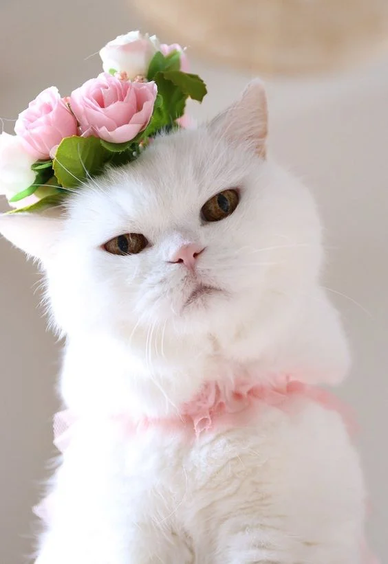 TOP 100+] Hình ảnh Mèo Cute đẹp, Dễ Thương Nhất Hiện Nay
