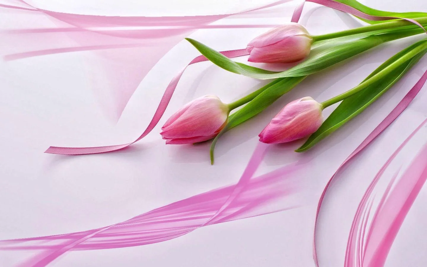 Tulip hồng dịu dàng cùng dải lụa