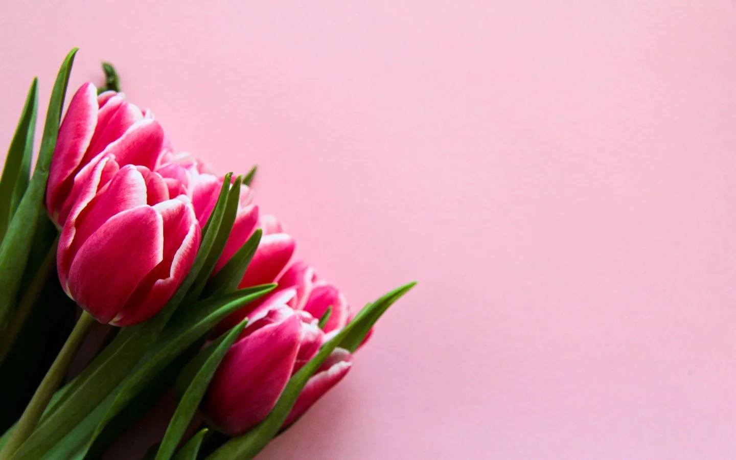 Góc nhỏ tulip hồng ngọt ngào