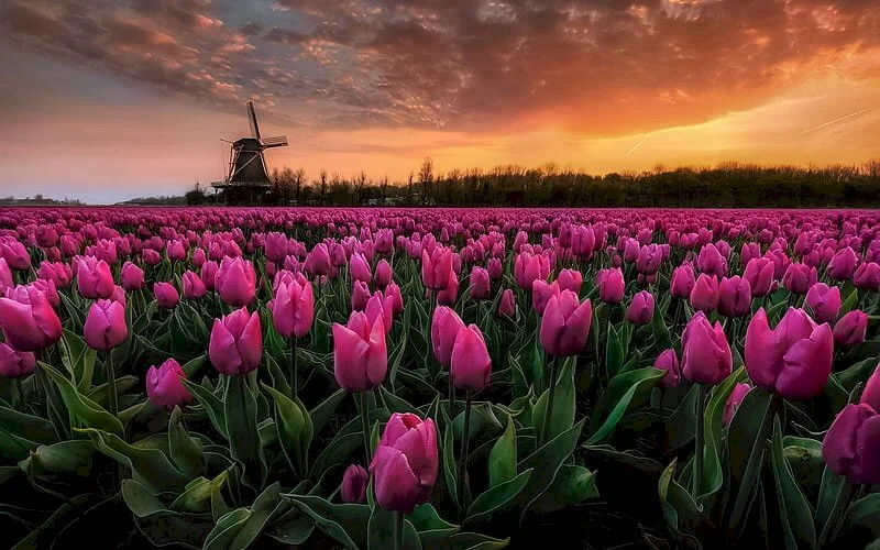 Top 101 hình nền hoa tulip đẹp nhất dùng cho máy tính, điện thoại
