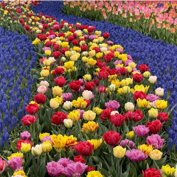 50+ Hình ảnh vườn hoa tulip, cánh đồng hoa tulips rực rỡ khoe sắc | Yody