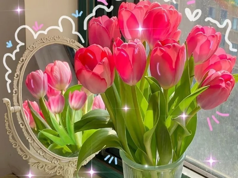 Tải 41+ hình nền hoa Tulip chill đẹp chất lượng 4K miễn phí