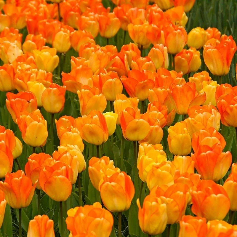 Hoa Tulip – Top 20+ hình ảnh loài hoa mang vẻ đẹp kiêu sa, trường tồn