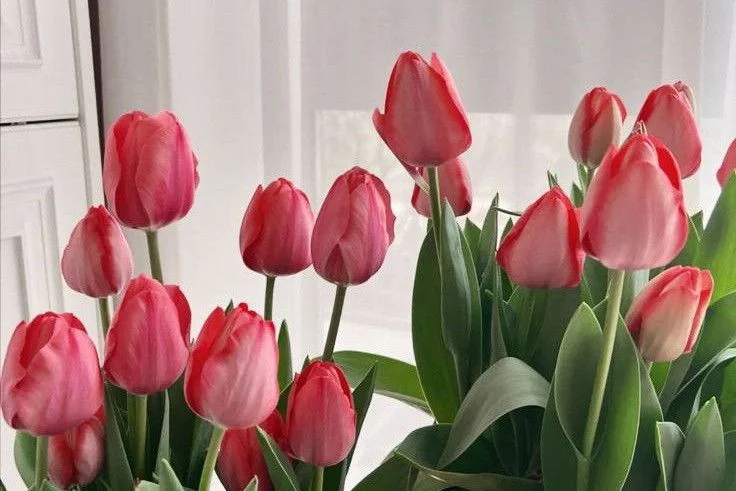 hình nền hoa tulip cho pc 5
