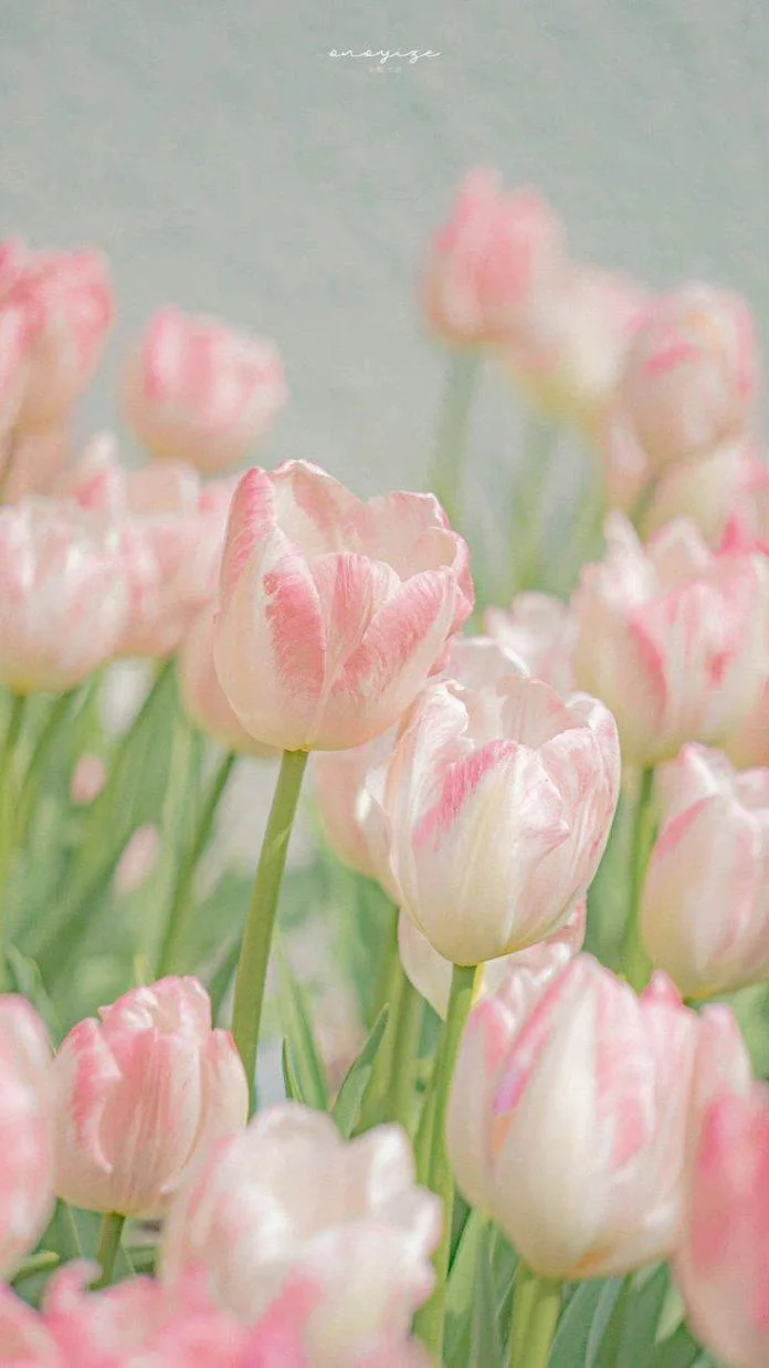 Ý nghĩa hoa tulip là gì? 999 hình nền hoa tulip chill, đẹp nhất trên Pinterest - BlogAnChoi