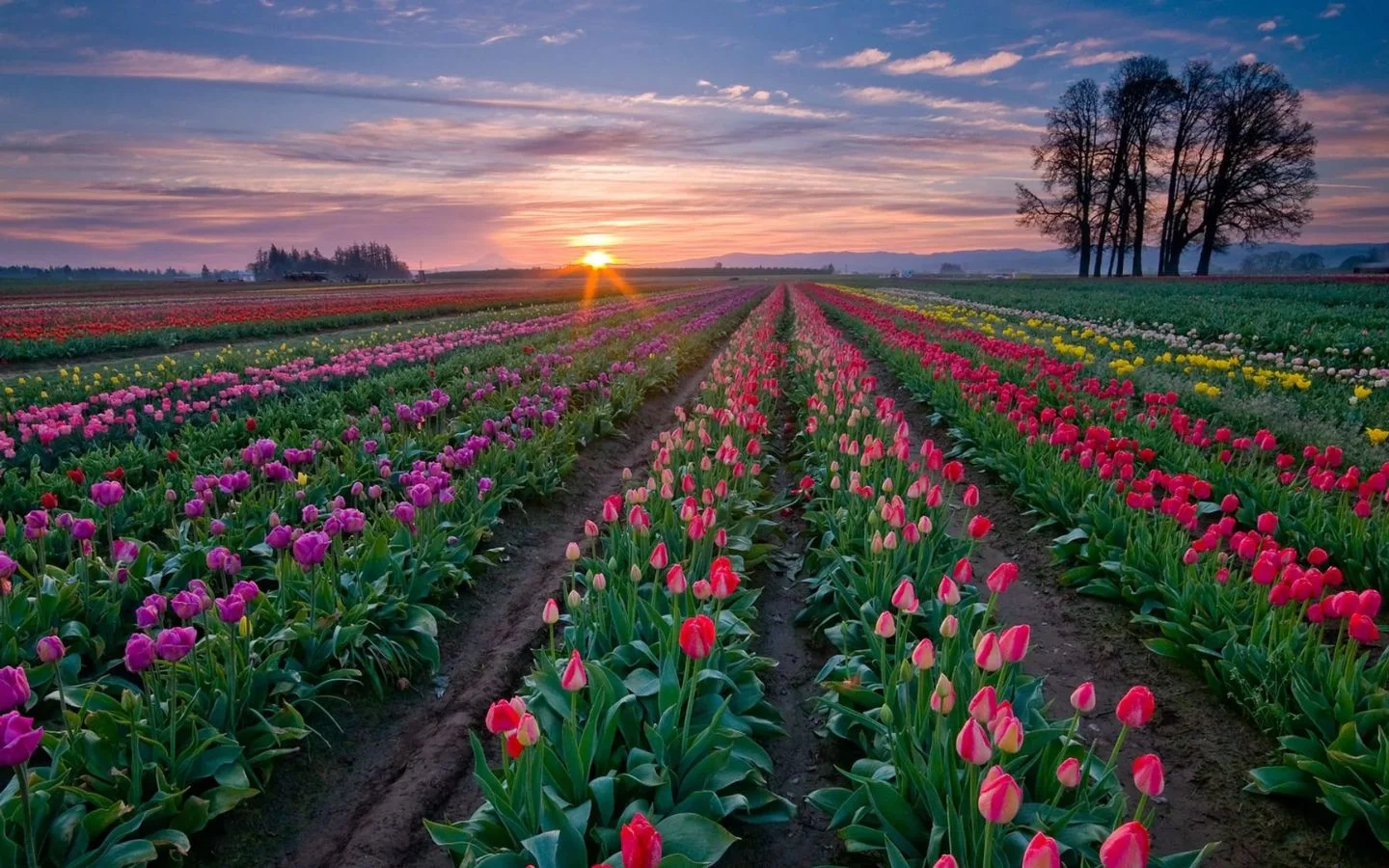 Bình minh ửng hồng trên cánh đồng tulip