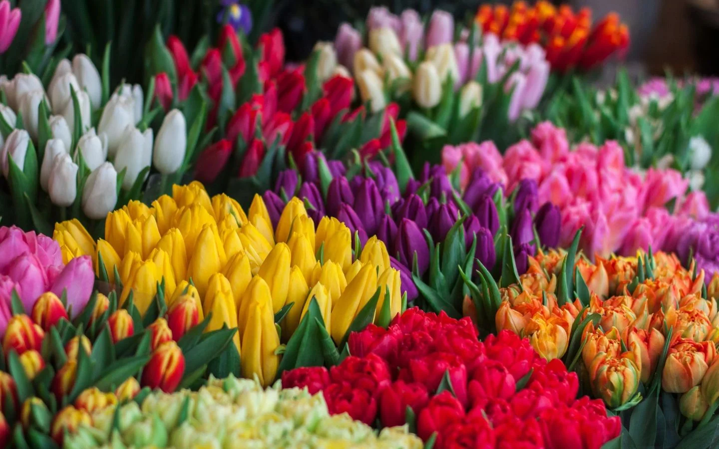 Vườn tulip muôn màu, rực rỡ