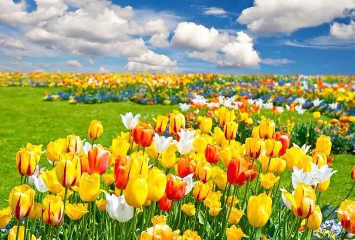 50+ Hình ảnh hoa Tulip - Tuyển tập những hình ảnh hoa Tulip đẹp nhất, rực rỡ và đầy cảm hứng