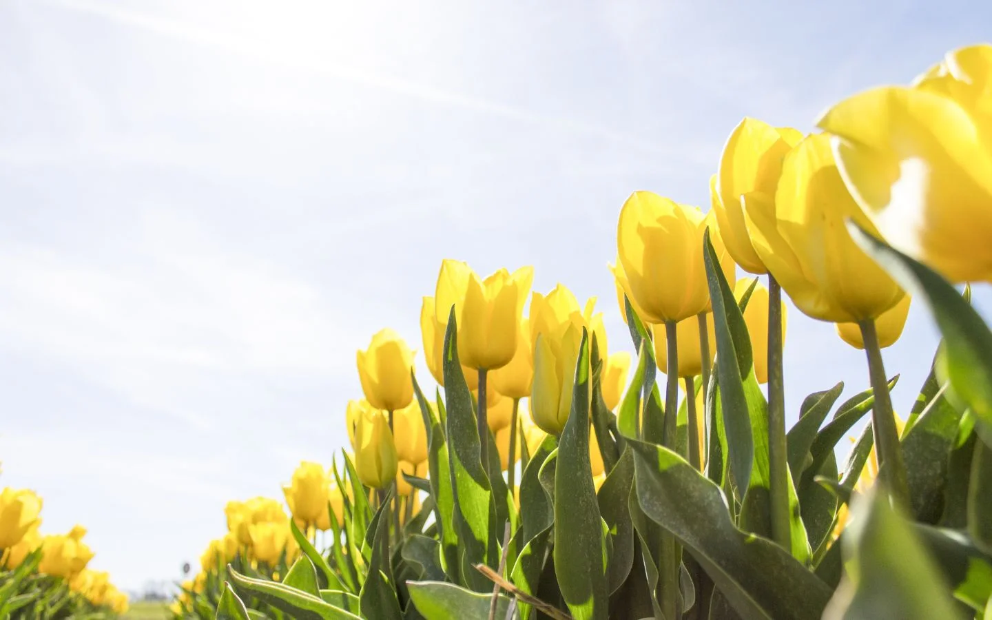 Tulip vàng rực rỡ dưới nắng hè