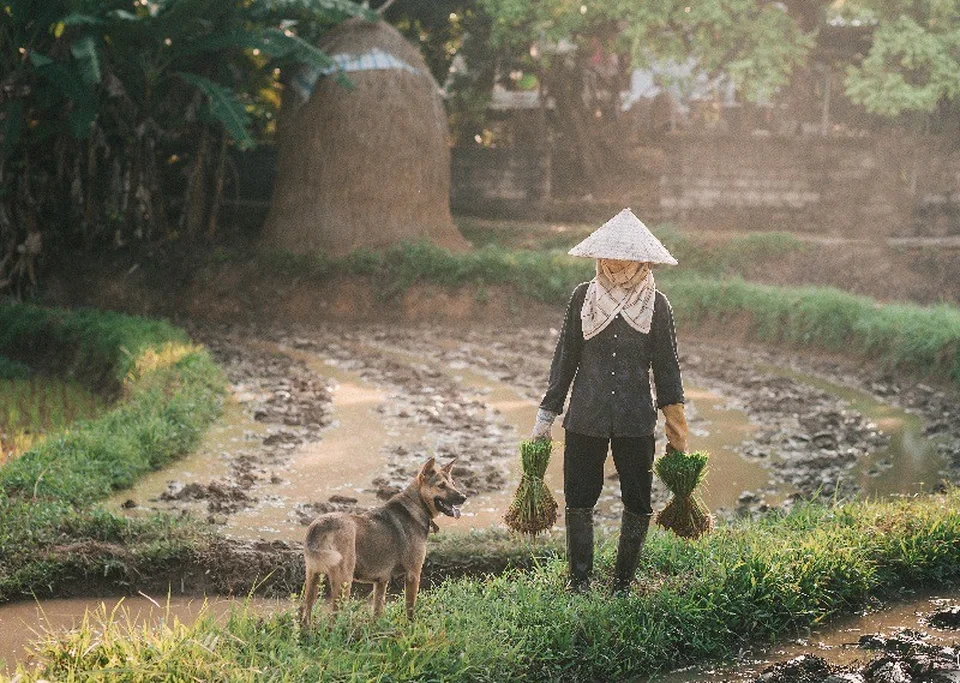 Người mẹ nông dân đội nón lá làm việc ngoài đồng, hình ảnh mẹ tần tảo