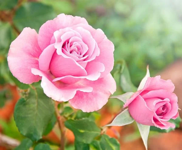 hoa hồng phấn nở rộ trong vườn