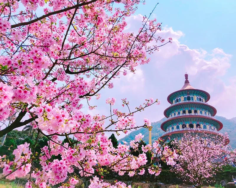 hoa anh đào nở rộ bên ngôi đền cổ