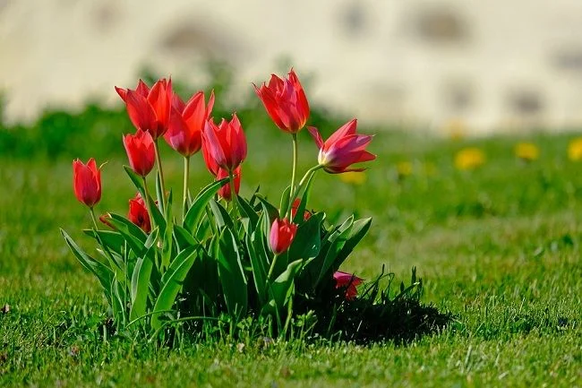 Những bông hoa tulip đỏ rực rỡ trên bãi cỏ xanh