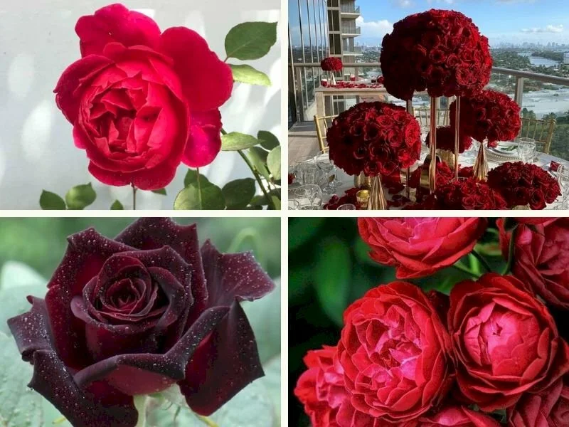 Bộ sưu tập các loại hoa hồng đỏ rực rỡ